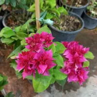 گل کاغذی‌ رونده زیبا و مقاوم در گلکده گل‌نرگس