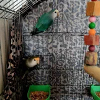 طوطی برزیلی با قفس