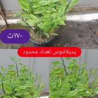 گل های زینتی