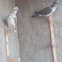 کبوتر جفت هوایی