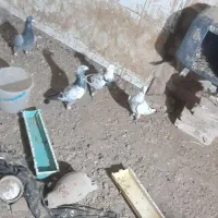 کبوتر جوین|پرنده|عطاملک, |دیوار