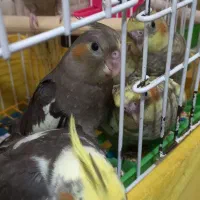 عروس هلندی ۶ ماهه