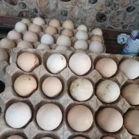 تخم نطفه دار|حیوانات مزرعه|محمدشهر, شهرک پیام (مهرالبرز)|دیوار