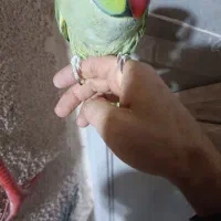 طوطی ملنگو|پرنده|بیرجند, |دیوار