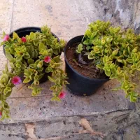 گل ناز یخی|گل و گیاه طبیعی|فردوس (خراسان), |دیوار