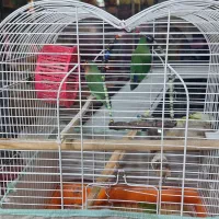 دو عدد طوطی برزیلی