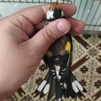 سهره رسمی پر خون جفتی امسال قدو قواره دار|پرنده|پردیس, فاز ۲|دیوار