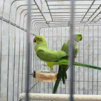 جفت ملنگو|پرنده|قم, بنیاد|دیوار