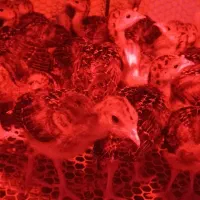 جوجه بوقلمون برنز انگلیس سینه پهن