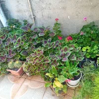 گل وگیاه هر گلی بخوای