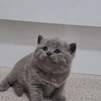 گربه بریتیش بلو