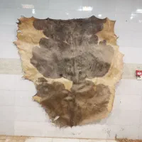 تعمیرات تخصصی تنبک وسازهای کوبه|سازهای سنتی|شیراز, دباغ خانه|دیوار