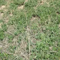 زمین کشاورزی