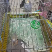 عروس هلندی|پرنده|صومعهسرا, |دیوار