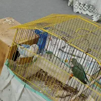 طوطی برزیلی