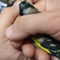 سهره نر چهارگل عطیقه.