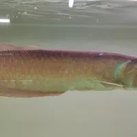 آروانا سیلور