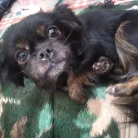 سگ کوچیک و فانتزی بسیار آرام و بی سروصدا