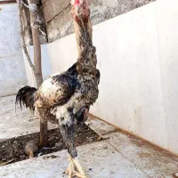 جوجه لاری یک ماهه.خروس لاری ۶ ماهه و خروس ۲ ساله|حیوانات مزرعه|رشت, جانبازان|دیوار