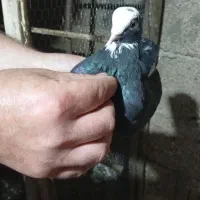 کبوتر یا کفتر|پرنده|رشت, پسیخان|دیوار