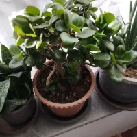 گل طبیعی|گل و گیاه طبیعی|مرند, |دیوار