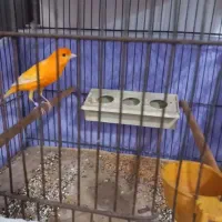 قفس|لوازم جانبی حیوانات|رشت, خواهر امام|دیوار