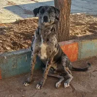 سگ گریت دین نر درشت