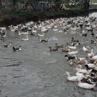 اردک|حیوانات مزرعه|آستارا, |دیوار