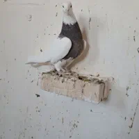 طوقی|پرنده|ایلام, |دیوار