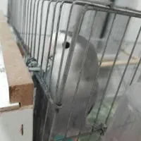 برزیلی و عروس هلندی|پرنده|بندر ماهشهر, |دیوار