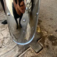 رهرو ۲۰۰ مدل۱۴۰۳ رینگی‌