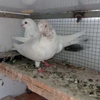 کفتر پرشتی|پرنده|میناب, |دیوار