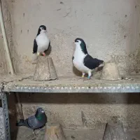 یک جفت شیخی|حیوانات|تبریز, |دیوار