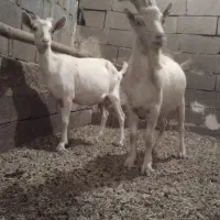 بزسانن اصل|حیوانات مزرعه|شیرینسو, |دیوار