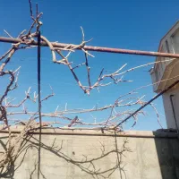 اصلاح میم انگور و کولش باغچه|خدمات باغبانی و درختکاری|کاشمر, |دیوار