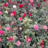 خرید نهال کامکوات انگور بادام زرد گل محمدی بلوبری|خدمات باغبانی و درختکاری|رشتخوار, |دیوار