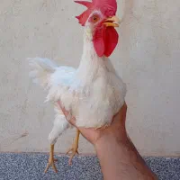 فروش یک عدد خروس سفید جوان
