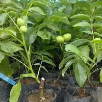 نهالستان مرکبات صاحب الزمان(ع)|خدمات باغبانی و درختکاری|بهبهان, |دیوار