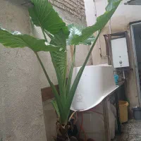 گل بابا آدم (آلوکازیا)