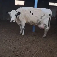 گاو جوان و چاق