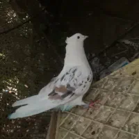 پشتی پشت سور|پرنده|کهنوج, |دیوار