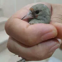 جوجه سهره|پرنده|اسلامشهر, شهرک مفیدی|دیوار