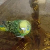 مرغ عشق ماده