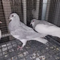 دوجفت شهری جوان،|پرنده|شیراز, تندگویان|دیوار