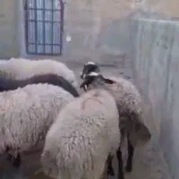 فروش تک و تعداد