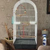 طوطی برزیلی ماده|پرنده|کرج, ساماندهی|دیوار