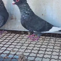 دوجفت طوسی پلنگ
