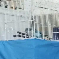 طوطی راهب سخنگو