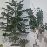 فروش گل