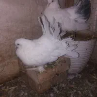کبوتر دم چتری پرپا کله لرزون|پرنده|گلبهار, شهر جدید گلبهار|دیوار